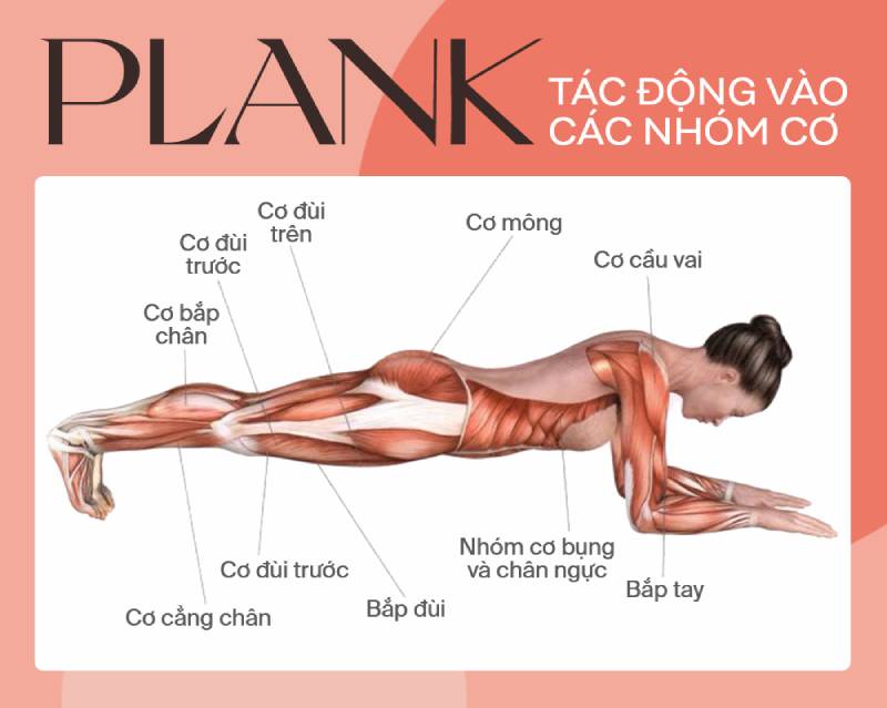Bài tập Plank tác động vào các nhóm cơ trên cơ thể giúp săn chắc và dẻo dai